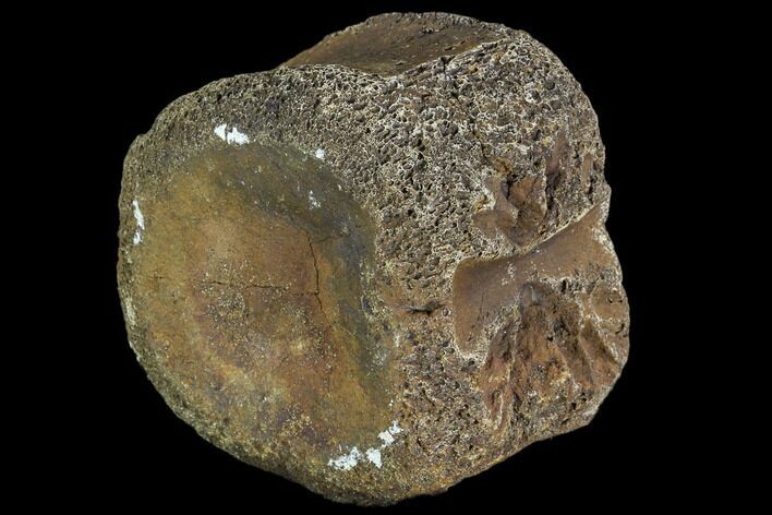 Ceratopsian Vertebra Centrum - Alberta (Disposition #-) #111119